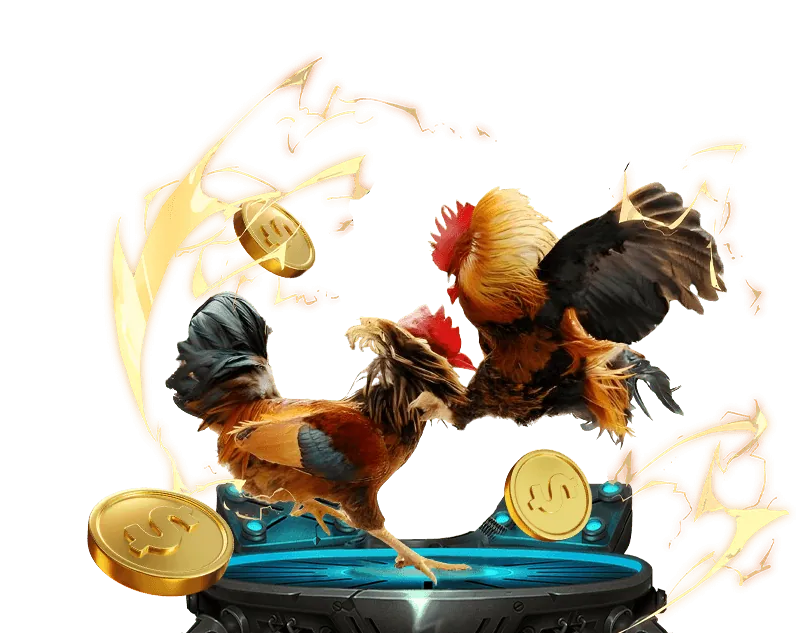 Đá Gà Truyền Thống Suncity Asia